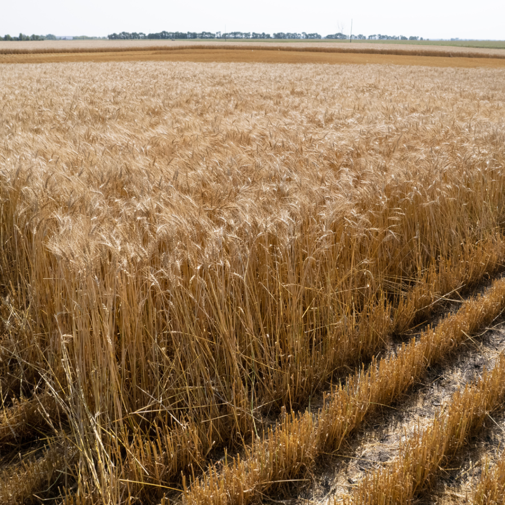 A Manitoba wheat field features a pattern due to the farmer beginning their harvest. In the distance a hill and green trees are visible. The sky is overcast.